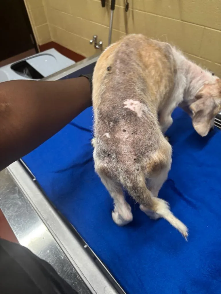 A senior small-sized male Beagle dog named BlipReed for adoption in Douglasville, GA