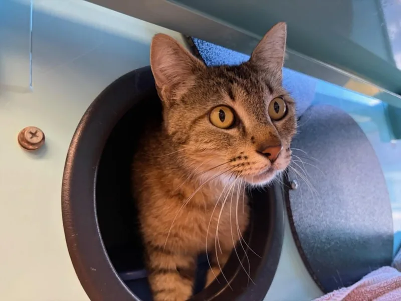 A young medium-sized female Domestic Short Hair cat named Rosalita for adoption in Santa Cruz, CA
