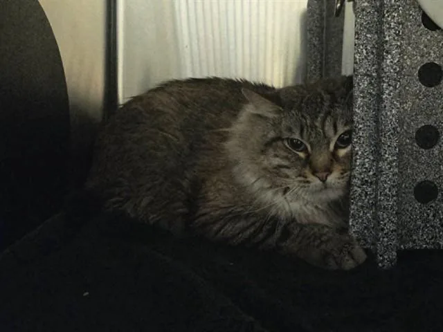 An adult extra large-sized male Domestic Medium Hair cat named Milo for adoption in Martinez, CA