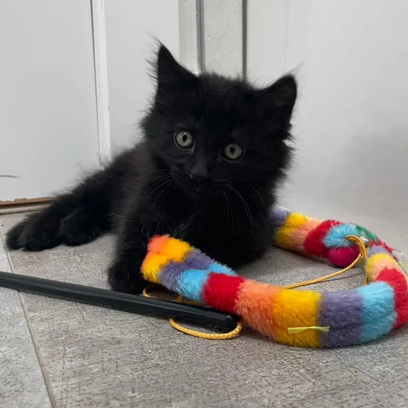 A baby small-sized male Black Domestic Medium Hair cat named Portobello for adoption in Sunnyvale, CA