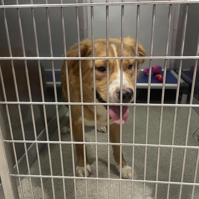 An adult medium-sized male Golden Golden Retriever dog named Simon for adoption in Tampa, FL