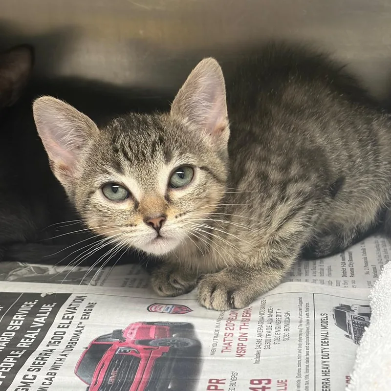 A baby small-sized female Brown / Chocolate Domestic Short Hair cat named Vega for adoption in Milton, FL
