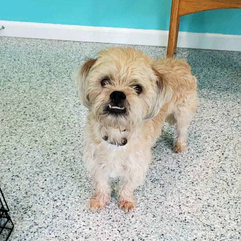 An adult small-sized male Yellow / Tan / Blond / Fawn Lhasa Apso dog named Rocky for adoption in Hutchinson, MN