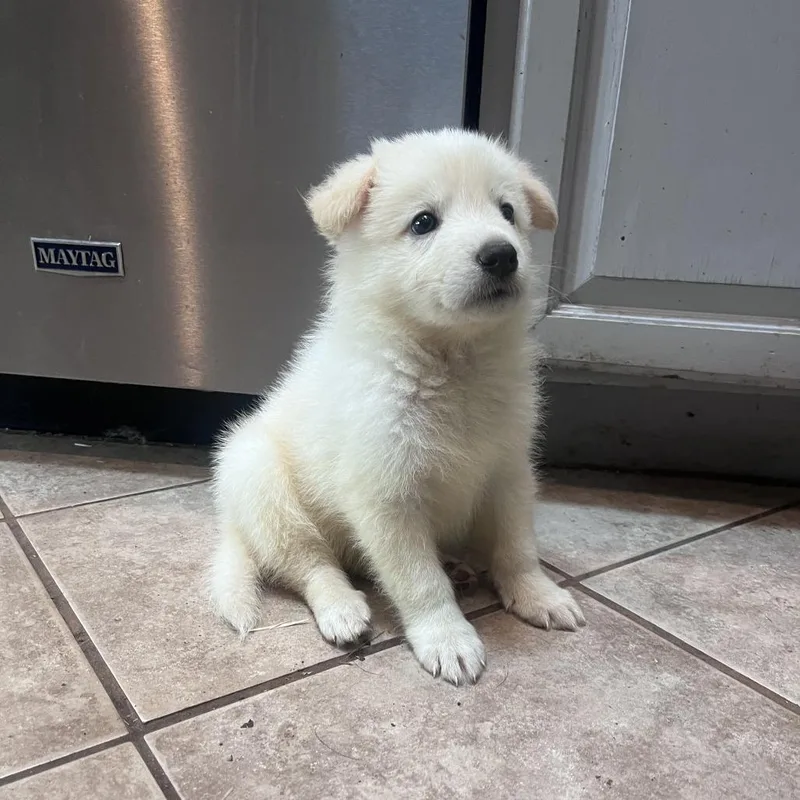 A baby large-sized male Yellow / Tan / Blond / Fawn Mixed Breed dog named Kale for adoption in Leander, TX