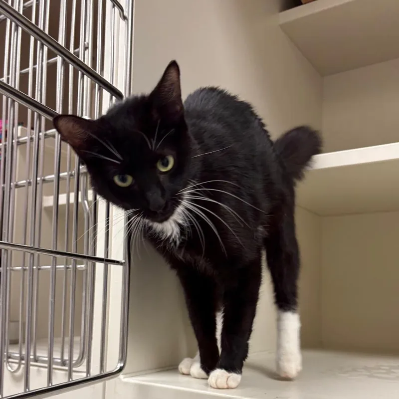A young medium-sized female Black Domestic Short Hair cat named Mor for adoption in Fairport, NY