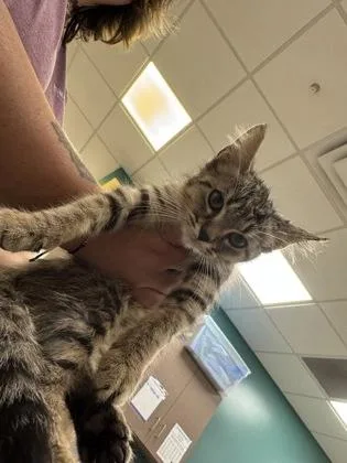 A baby small-sized male Domestic Short Hair cat named Edouard Manet for adoption in Fishers, IN