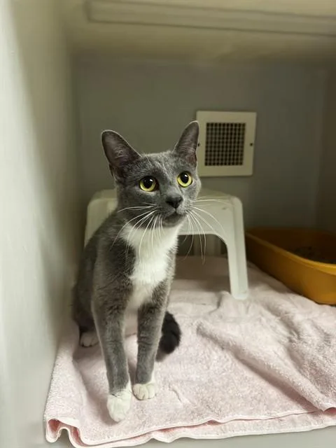 A young medium-sized female Domestic Short Hair cat named Grace for adoption in Statesville, NC