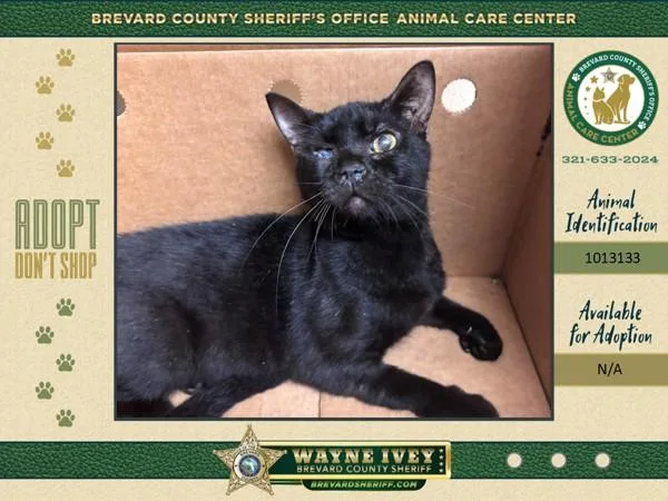 A young small-sized female Domestic Short Hair cat named Ghost for adoption in Melbourne, FL