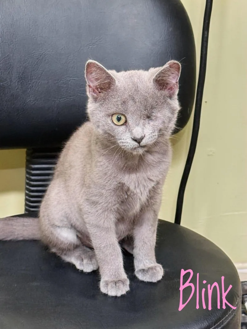 A baby medium-sized female Gray / Blue / Silver Domestic Short Hair cat named Blink for adoption in Bethel, OH