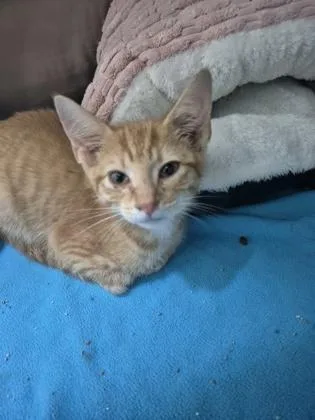 A young small-sized male Domestic Short Hair cat named Crius for adoption in Columbus, IN