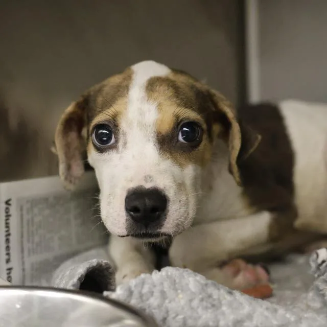 A baby small-sized male American Staffordshire Terrier dog named Wish for adoption in San Antonio, TX