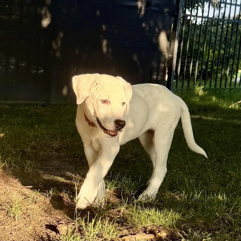 A baby medium-sized female White / Cream Terrier dog named Allie May D for adoption in Minnetonka, MN