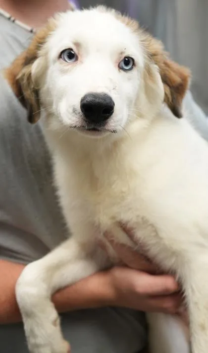 A young medium-sized male Australian Shepherd dog named Chance for adoption in Bowling Green, KY