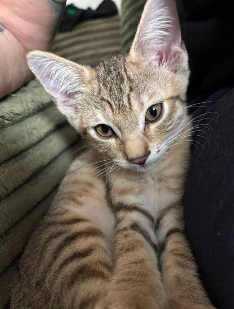 A baby small-sized male Tabby (Brown / Chocolate) Domestic Short Hair cat named Henri for adoption in Albuquerque, NM