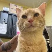 A young medium-sized male Orange / Red Domestic Short Hair cat named Spyro for adoption in New York, NY