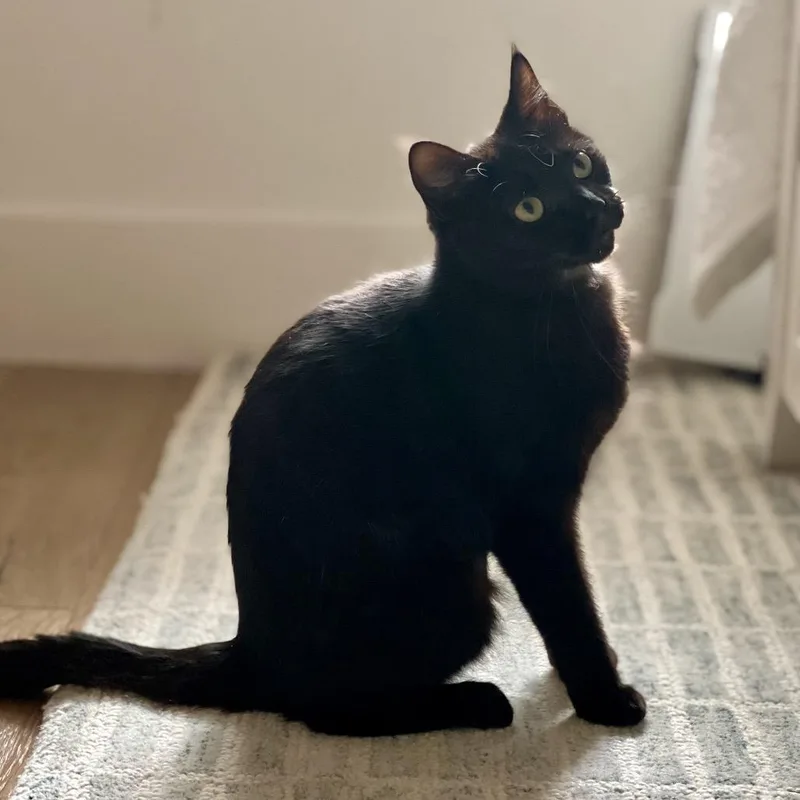 An adult medium-sized female Black Domestic Short Hair cat named Gemma for adoption in Houston, TX