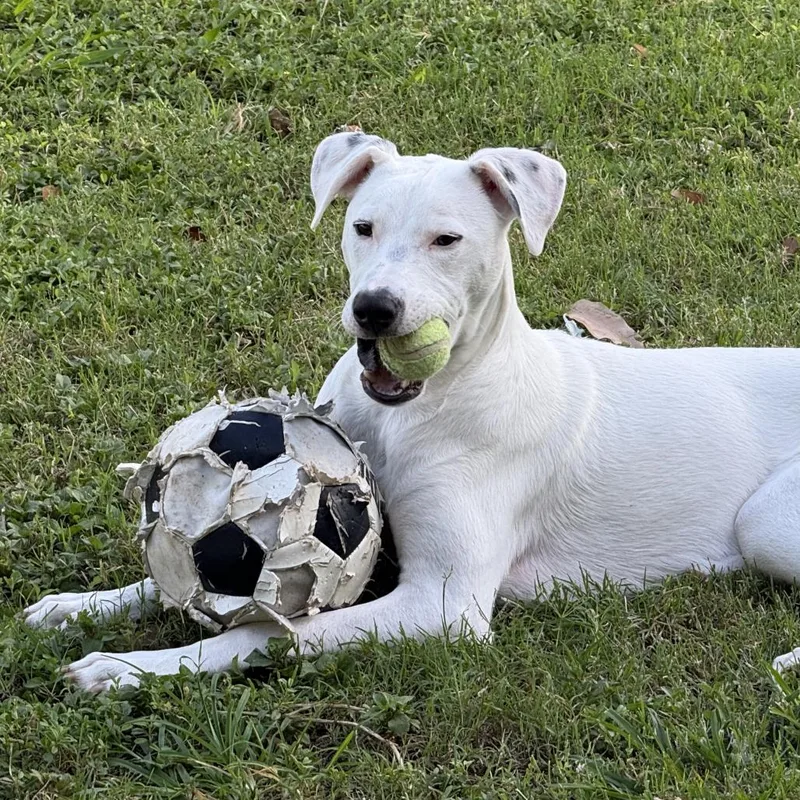 A young small-sized female White / Cream German Shorthaired Pointer dog named Ivy Coconut for adoption in Wahiawa, HI