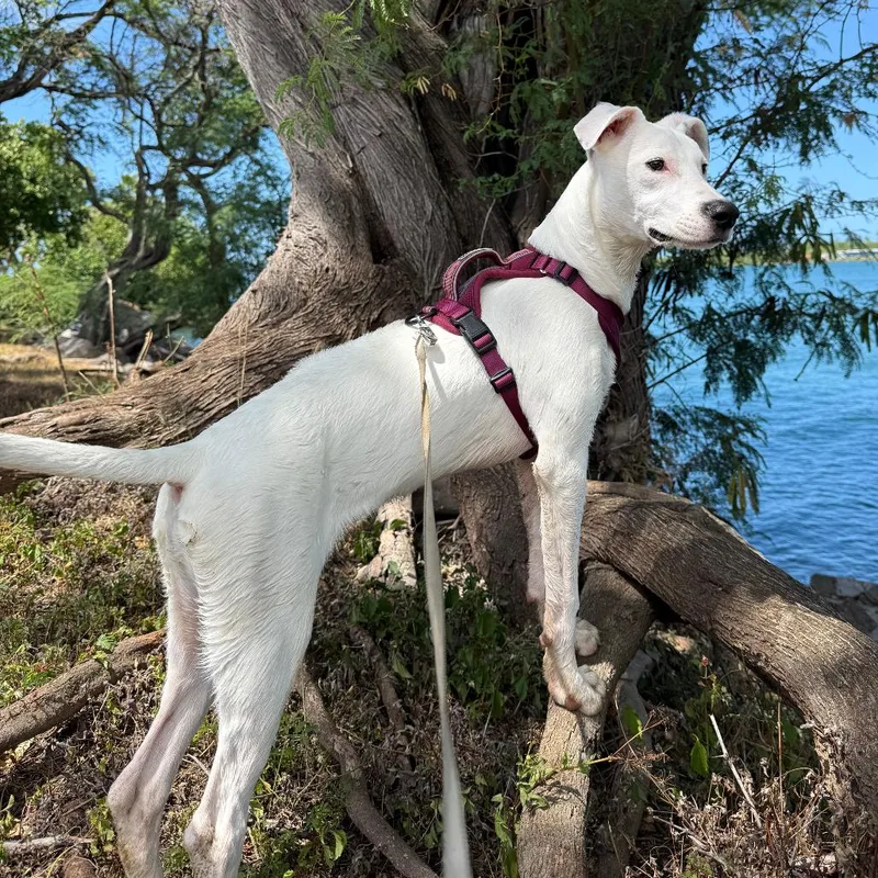 Ivy Coconut thumbnail 3