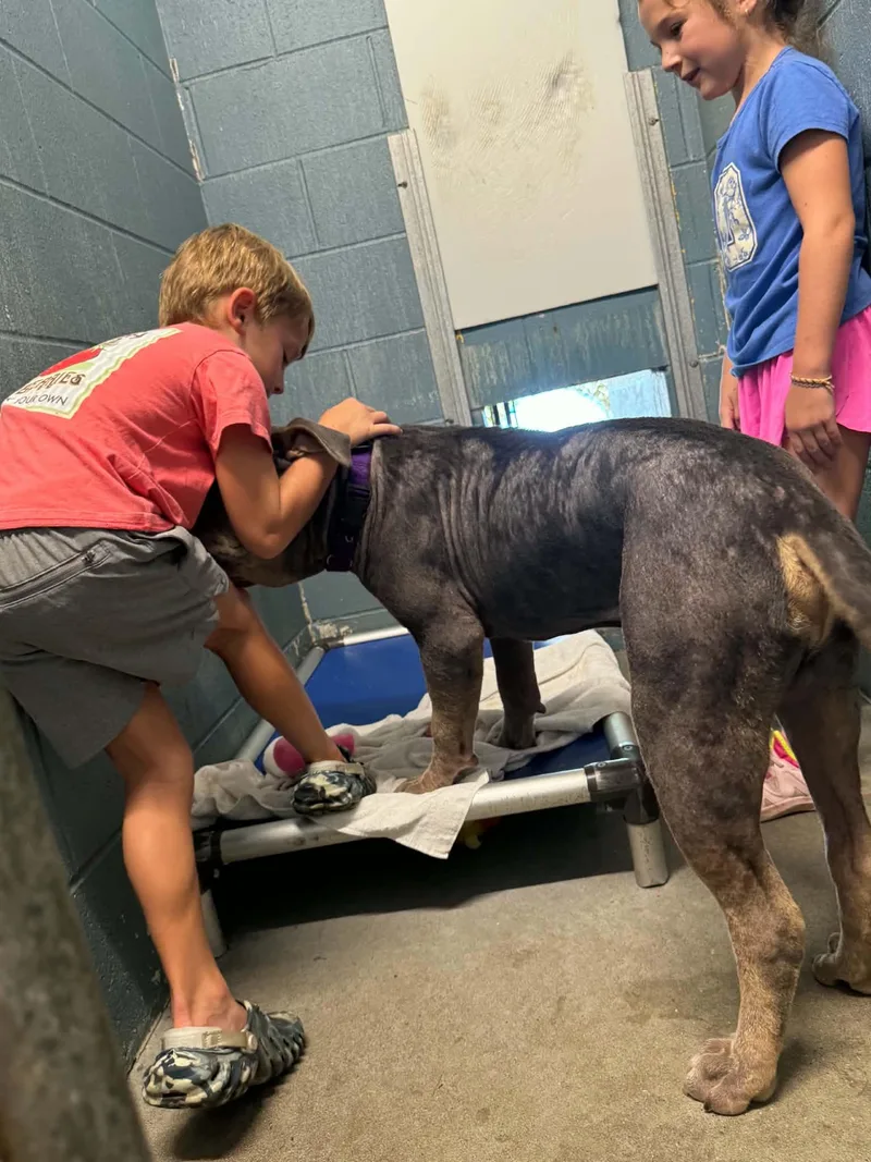 A young large-sized male Merle (Blue) Mastiff dog named Mushu for adoption in Cedarburg, WI