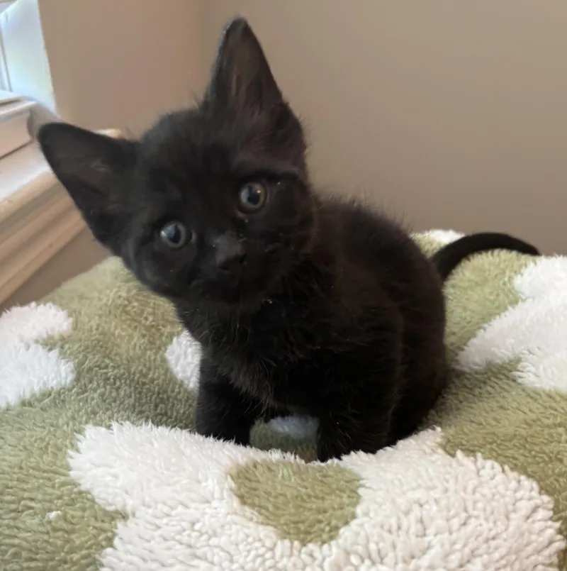 A baby medium-sized female Domestic Short Hair cat named Mckay for adoption in Macomb, MI