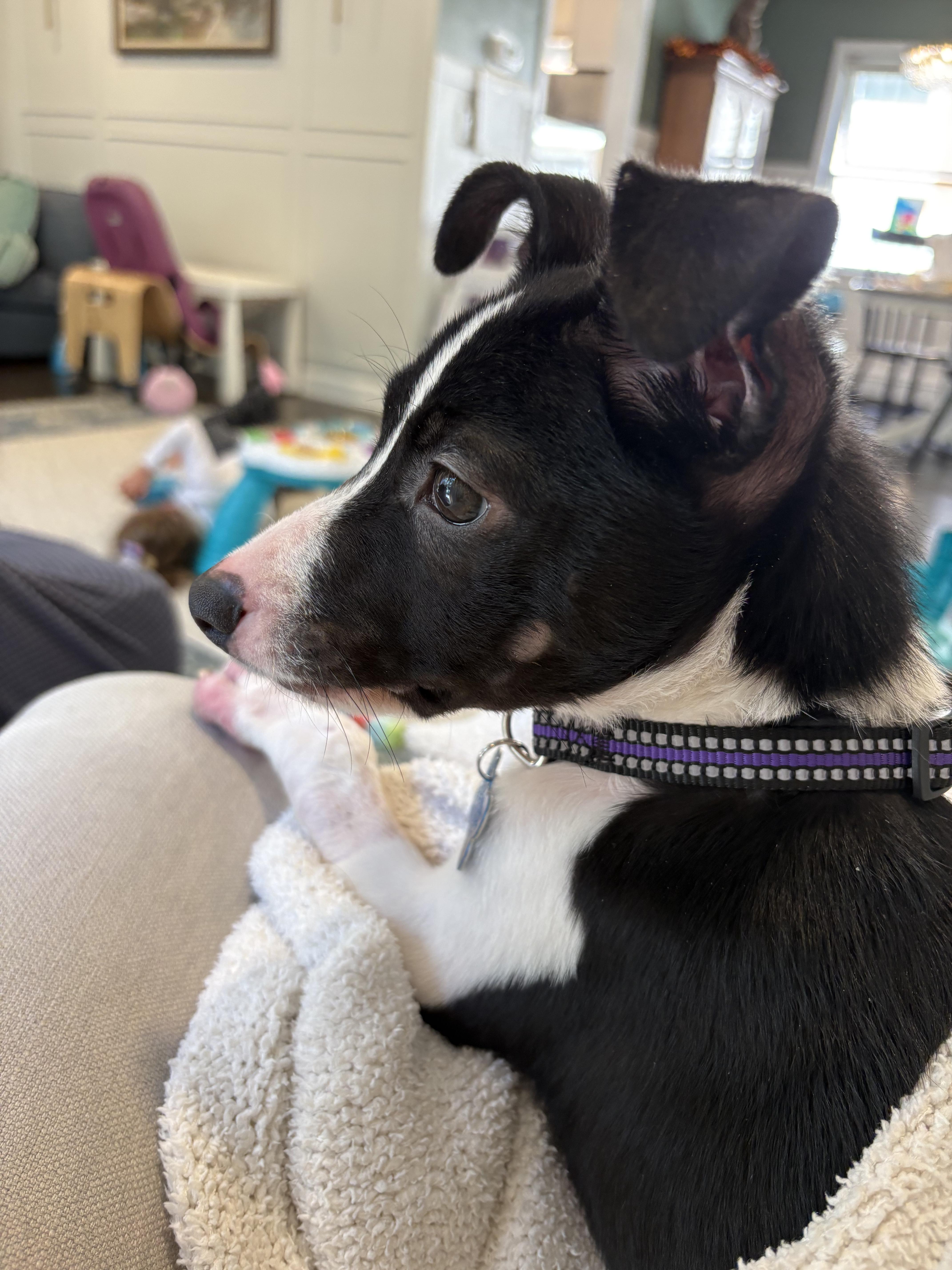 A baby medium-sized female Terrier dog named Charlie for adoption in Plainfield, IL