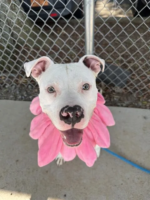 A young large-sized female Pit Bull Terrier dog named Victoria for adoption in Charlotte, NC
