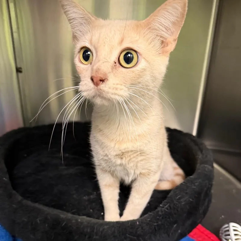A senior medium-sized male Buff / Tan / Fawn Domestic Short Hair cat named Ferb for adoption in Ottawa, KS