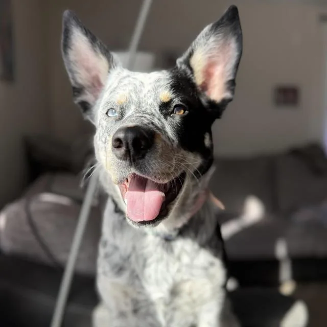 A young medium-sized female Australian Cattle Dog / Blue Heeler dog named Popcorn for adoption in Centerville, MA