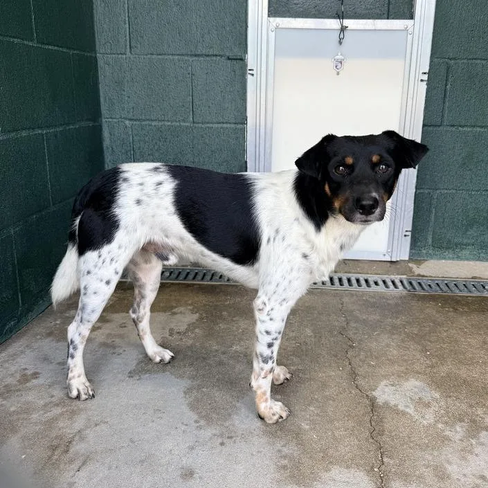 An adult small-sized male White / Cream Rat Terrier dog named Ruh Roh for adoption in Carencro, LA