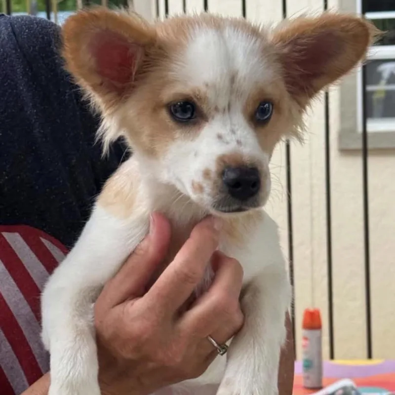 A baby medium-sized female Apricot / Beige Corgi dog named Sophie for adoption in Hamilton , NJ