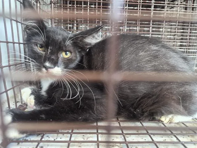 A baby small-sized female Domestic Short Hair cat named Simone for adoption in Houston, TX