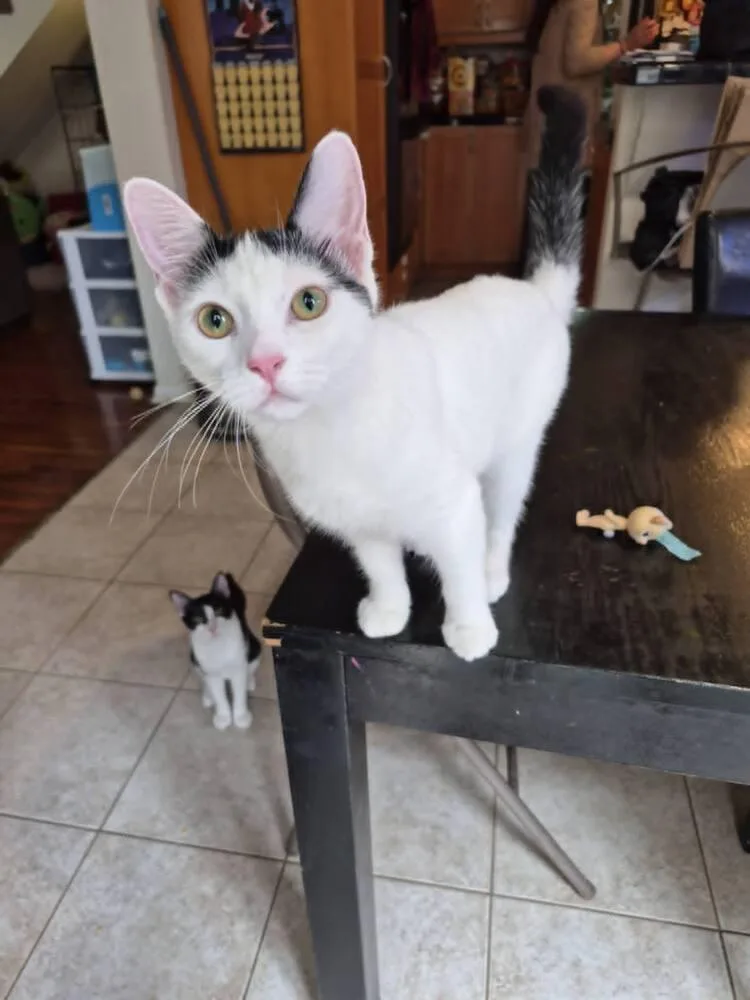 A baby medium-sized male Black & White / Tuxedo Domestic Short Hair cat named Kaa for adoption in Oceanside, CA