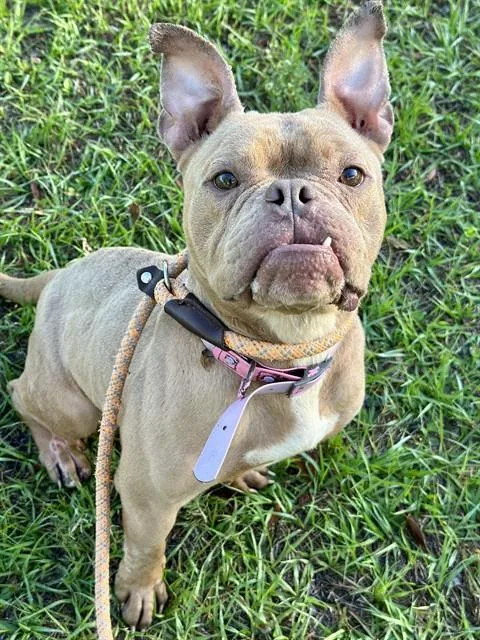 An adult medium-sized female English Bulldog dog named Rubi Rosé for adoption in Fort Lauderdale, FL