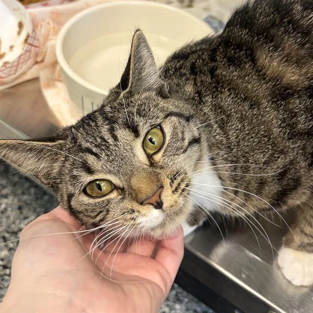 A young small-sized female Domestic Short Hair cat named Misty Elliot for adoption in Centerville, MA