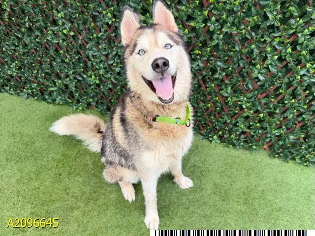 An adult large-sized male Mixed Breed dog named Bluey for adoption in West Palm Beach, FL