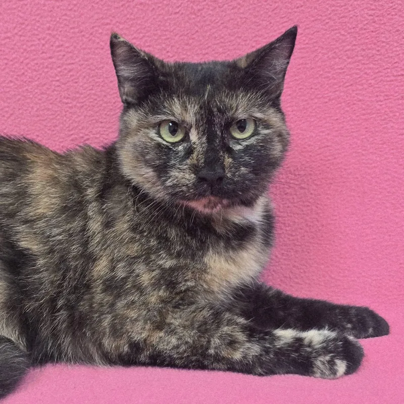 An adult medium-sized female Tortoiseshell cat named Molasses for adoption in Frankfort, IN