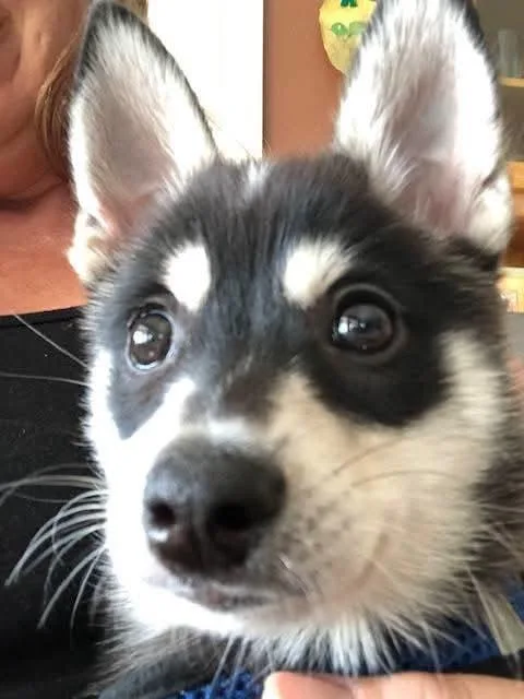 An adult medium-sized female Mixed Breed dog named Una for adoption in Santa Rosa, CA