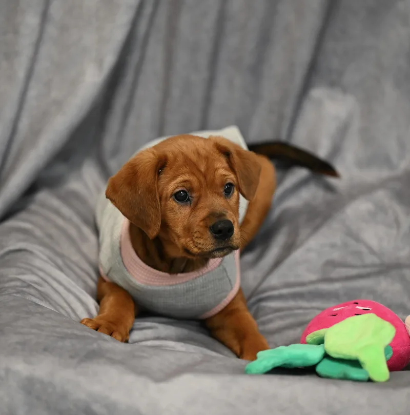 Leia Skywalker thumbnail 2