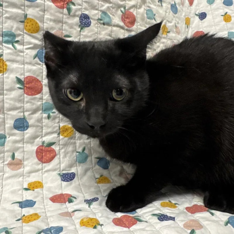 A young medium-sized male Domestic Short Hair cat named Roman for adoption in Henderson, NV