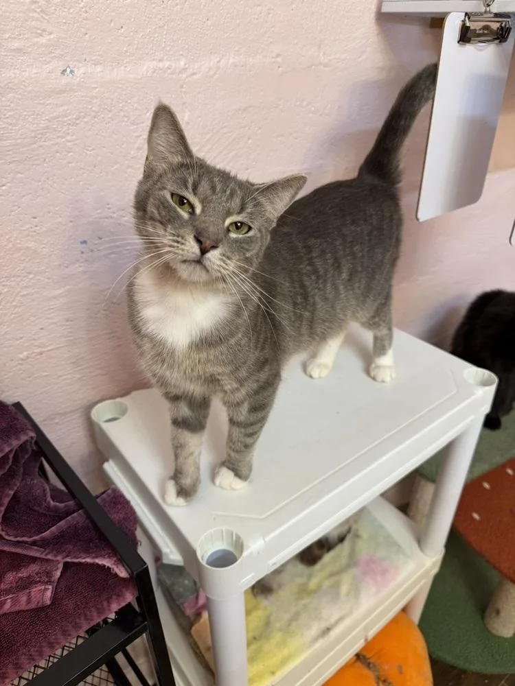 An adult medium-sized female Gray / Blue / Silver Domestic Short Hair cat named Postcard for adoption in West Mifflin, PA
