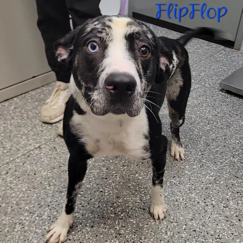A young medium-sized male Black Catahoula Leopard Dog dog named Flipflop for adoption in Parkersburg, WV