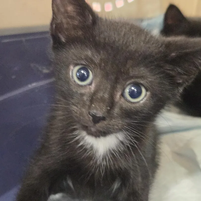 A baby small-sized male Black Domestic Short Hair cat named Mitch for adoption in Newark, NJ