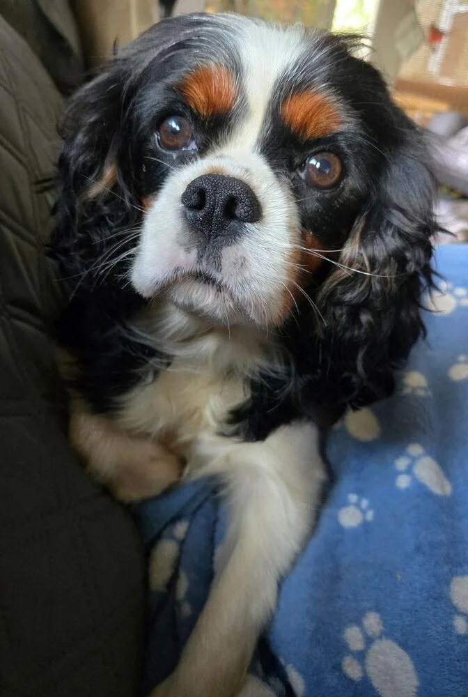 An adult small-sized female Cavalier King Charles Spaniel dog named Kylie for adoption in East Greenville, PA