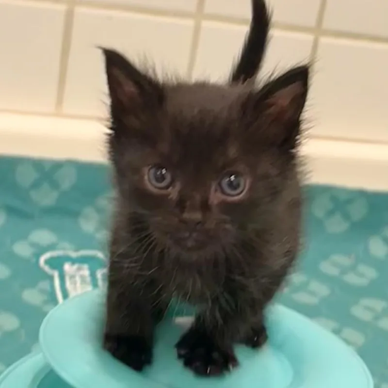 A baby small-sized female Black Domestic Short Hair cat named Morticia for adoption in Los Angeles, CA