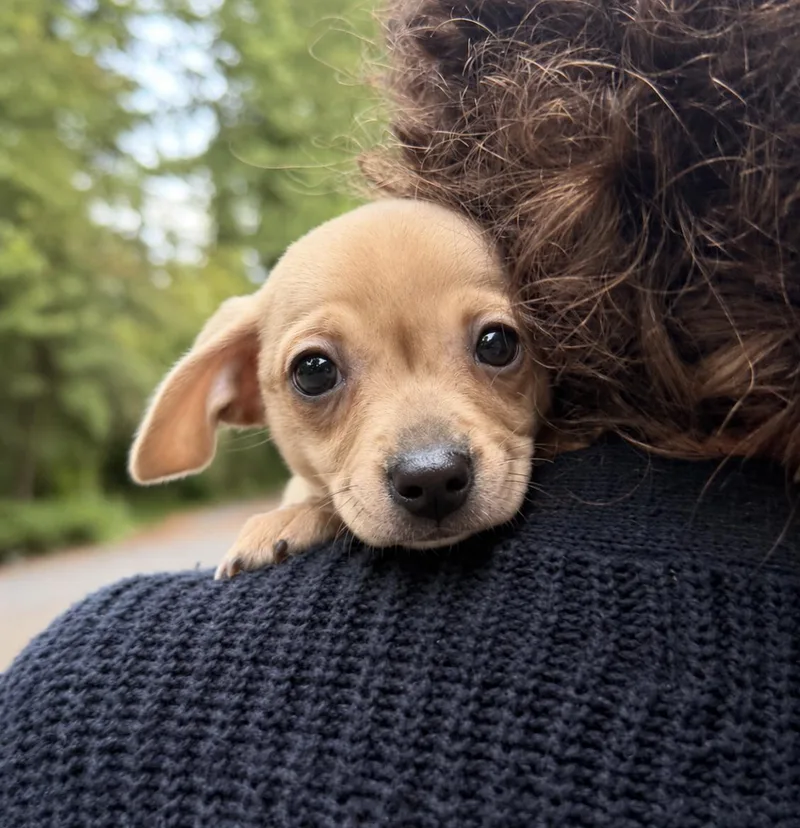 A baby small-sized male Chihuahua dog named Gary for adoption in Puyallup, WA
