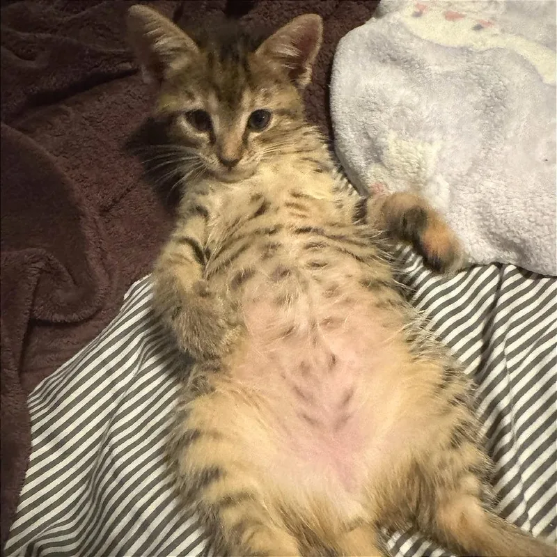 A baby small-sized female Domestic Short Hair cat named Scout for adoption in Cumming, GA