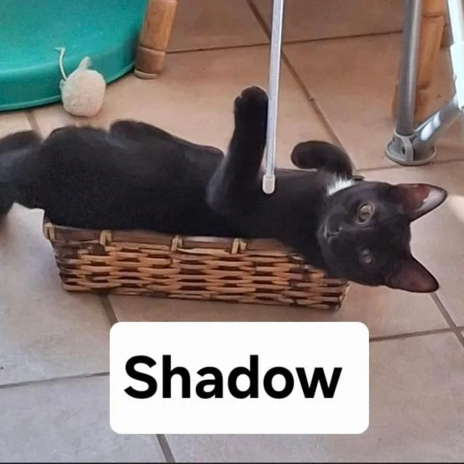 A young medium-sized male Black Domestic Short Hair cat named Shadow for adoption in Gresham, WI