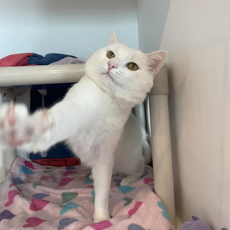 Mayo thumbnail 6