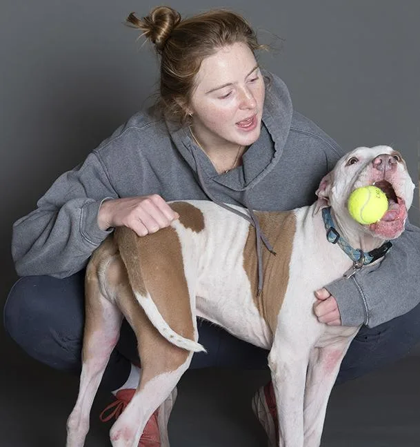 A young medium-sized male White / Cream Pit Bull Terrier dog named Hank for adoption in Chicago, IL