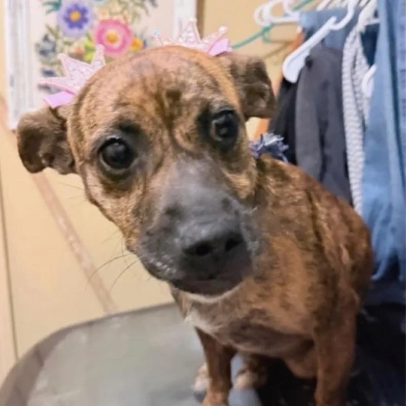 An adult small-sized female Brindle Plott Hound dog named Jilly for adoption in Oceanside, NY